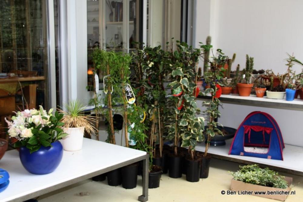 klaar om te planten