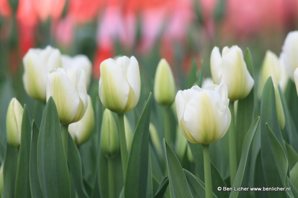 tulpen
