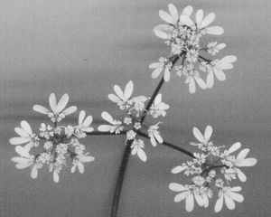 witte koriander bloem