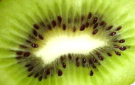 kiwi