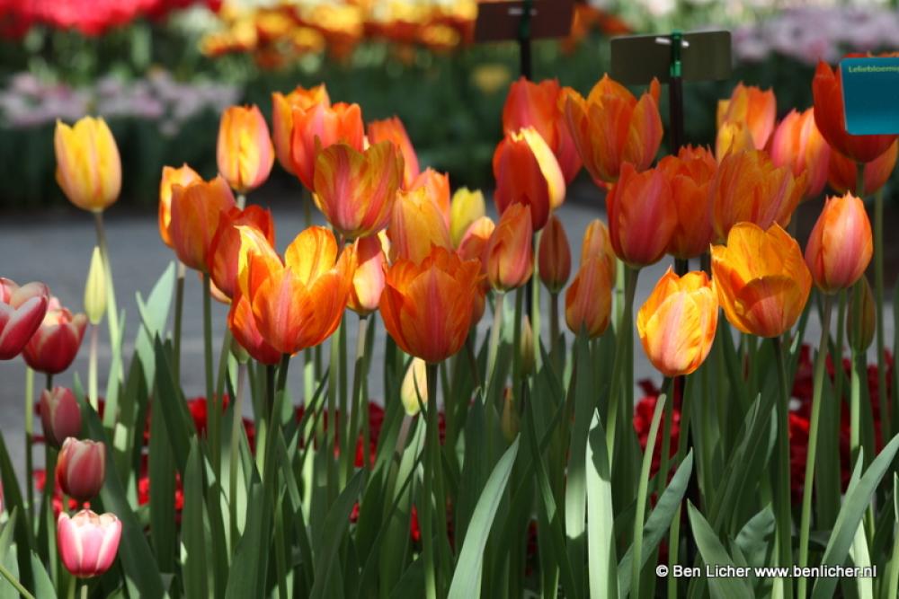 rode tulpen