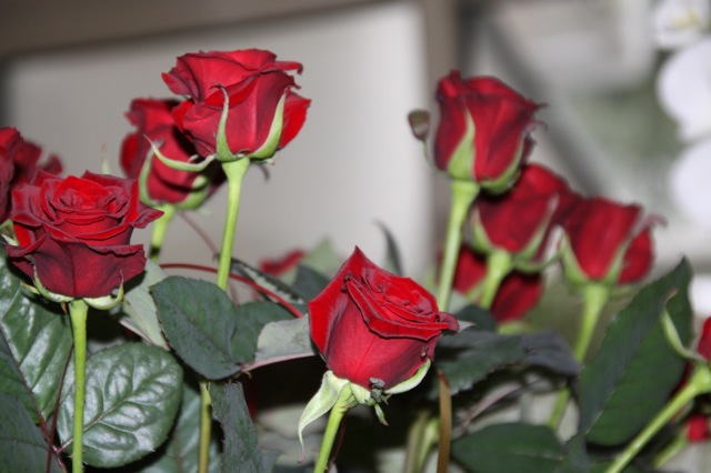 rozen verjaardag