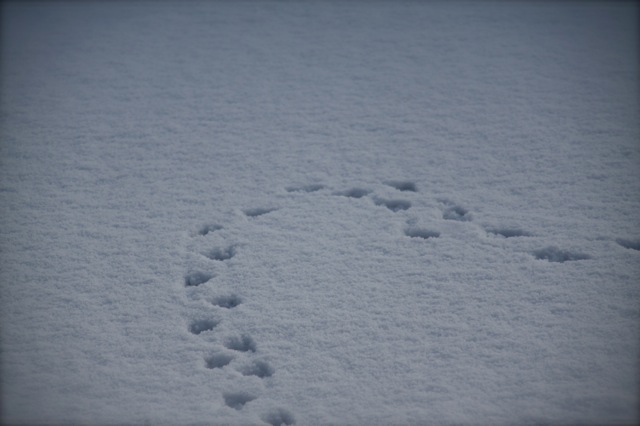 sneeuwkabouter