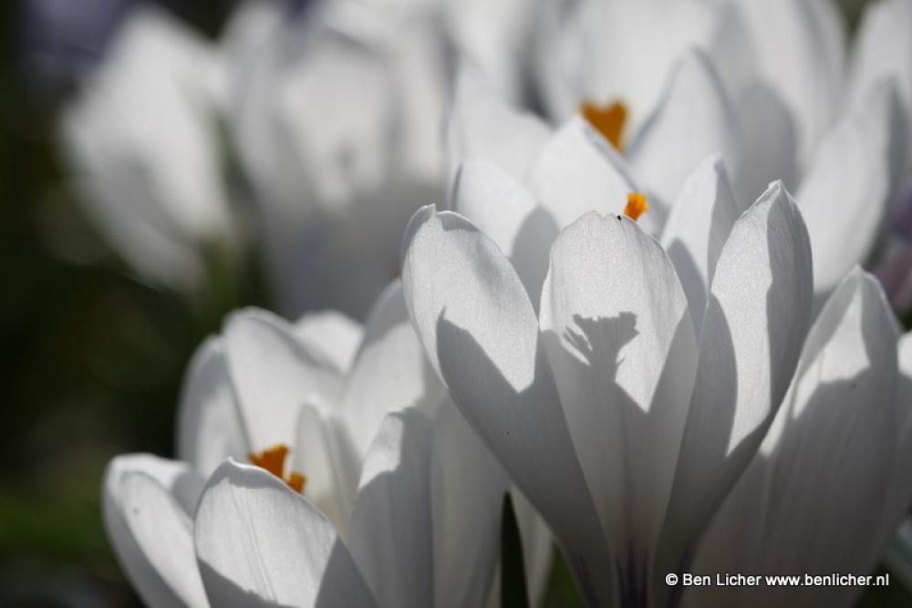 witte tulpen