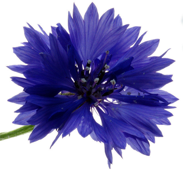 Korenbloem