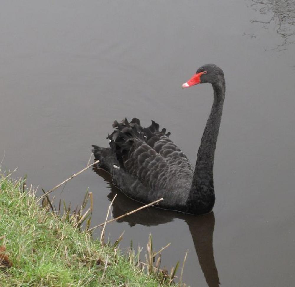 zwarte zwaan 1