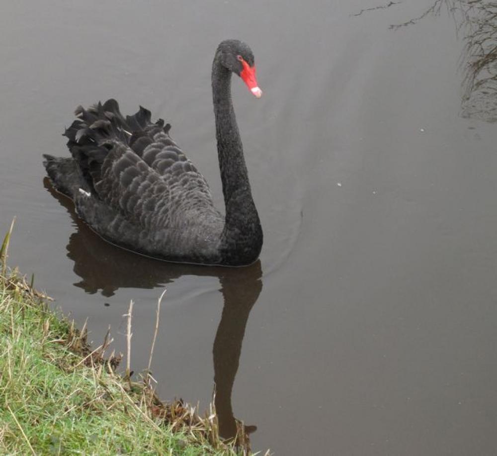 zwarte zwaan 2
