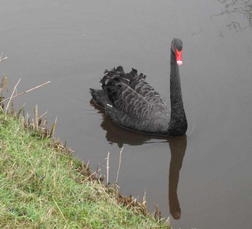 zwarte zwaan 4