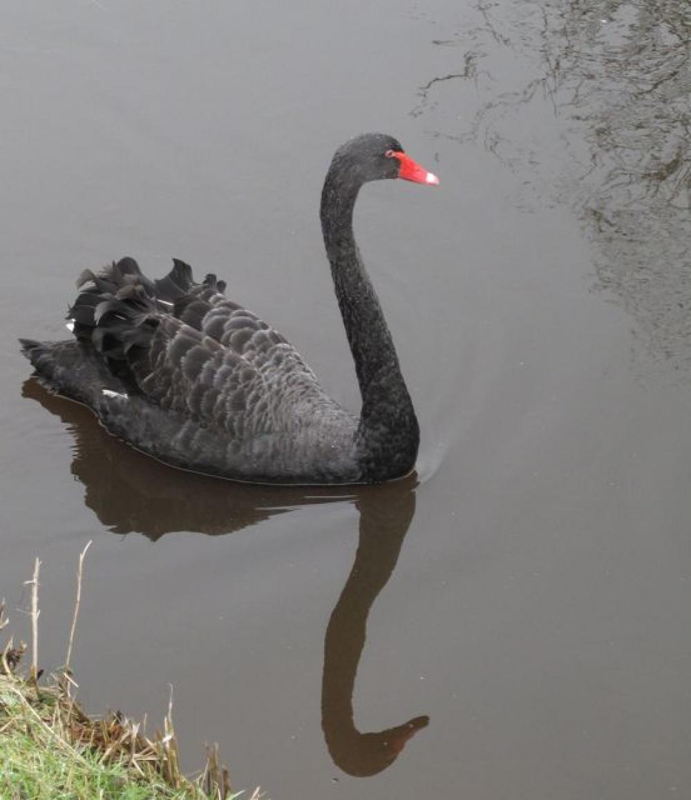 zwarte zwaan 5