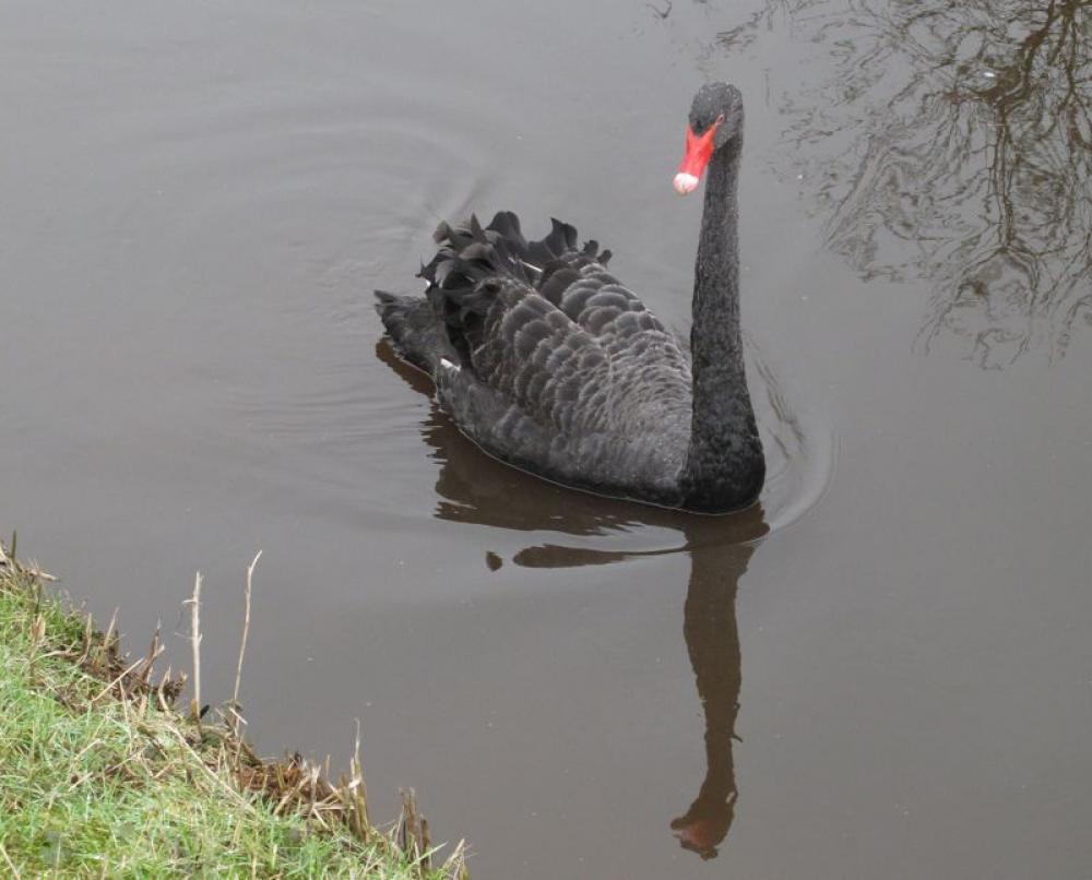 zwarte zwaan