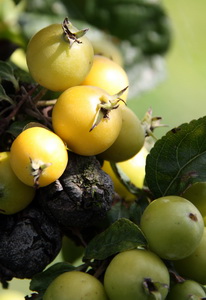 appeltjes