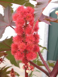 ricinus communis jonge zaden