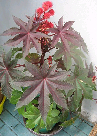 ricinus communis plant