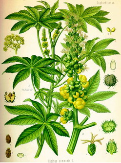 ricinus communis tekening