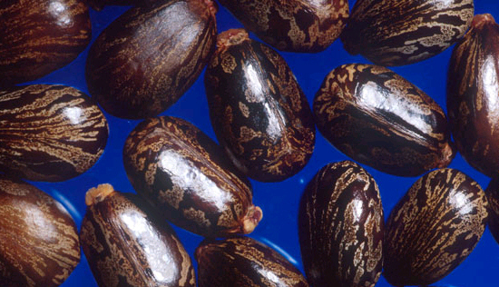 ricinus communis zaden