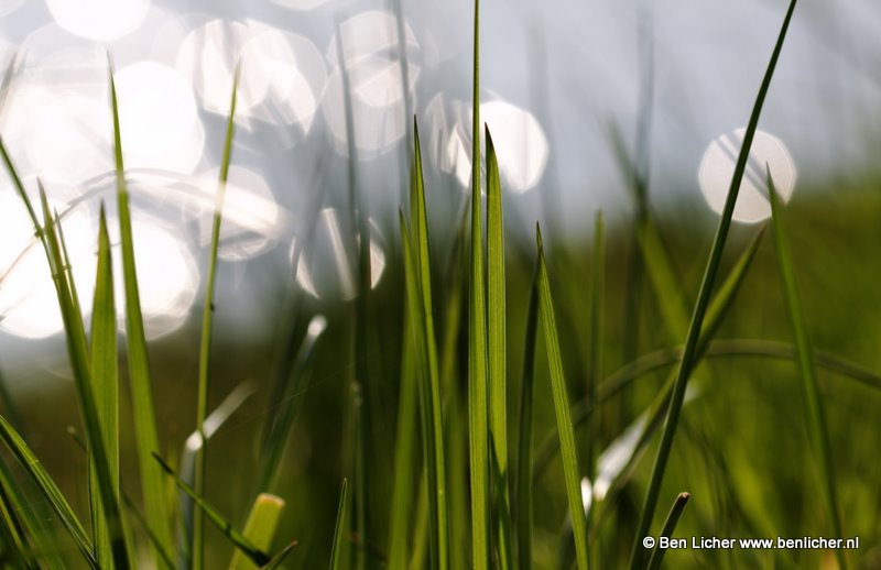 gras
