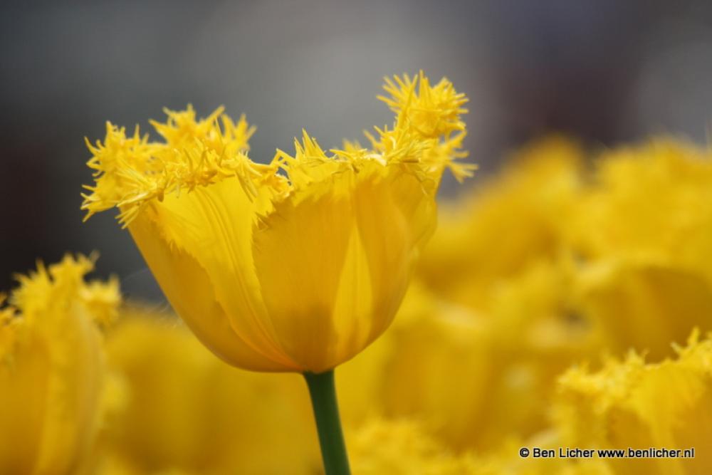 tulpen 2