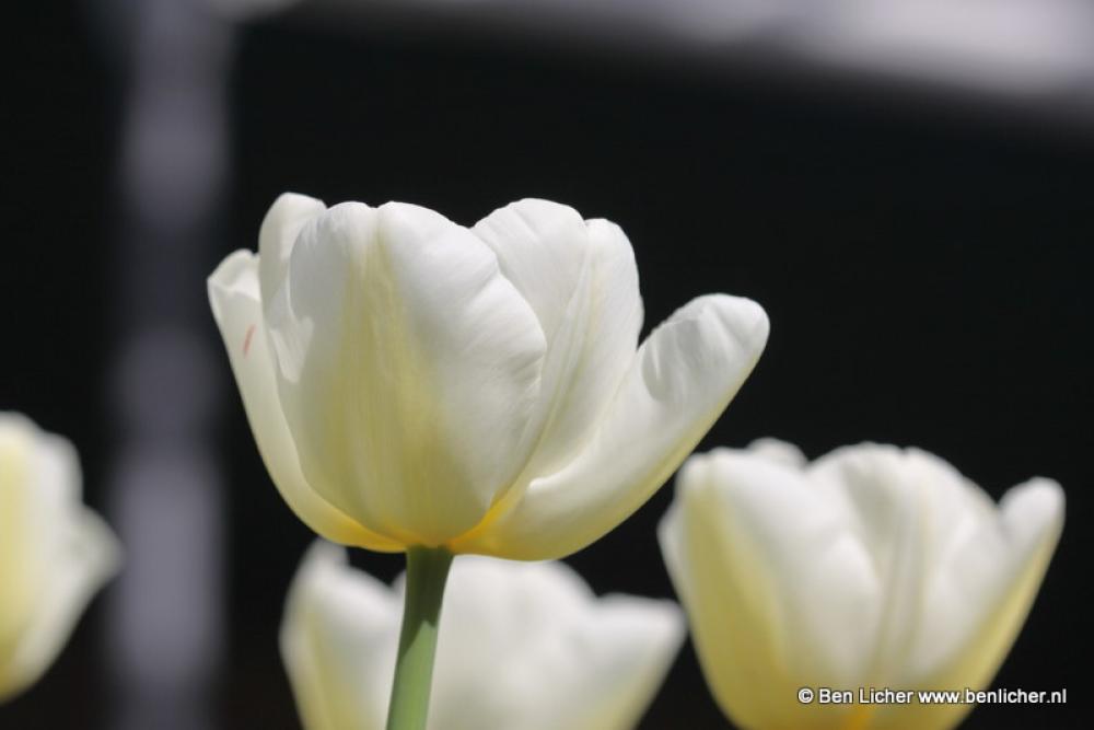 tulpen