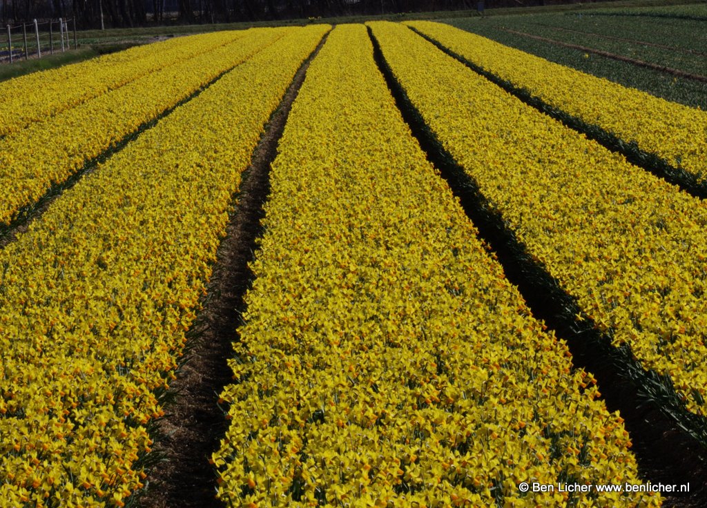 veld