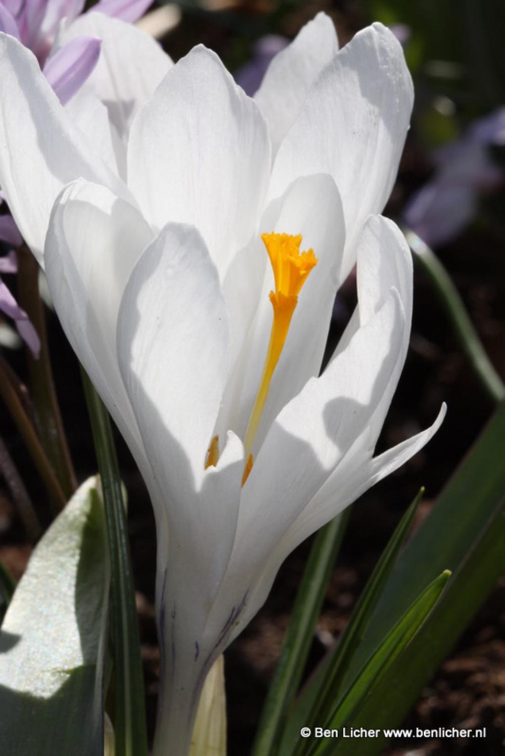 witte tulp