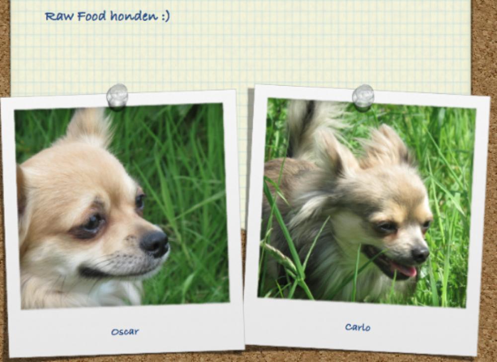 Hondjes